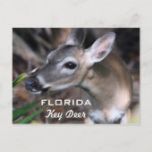 Florida Key Deer Briefkaart, versie A Briefkaart (Voorkant)