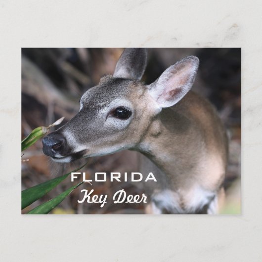 Florida Key Deer Briefkaart, versie A Briefkaart (Voorkant)