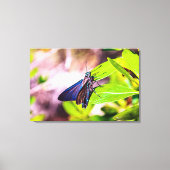 Florida Keys Bahia Honda Blauwe Vlinder Canvas Afdruk (Voorkant)