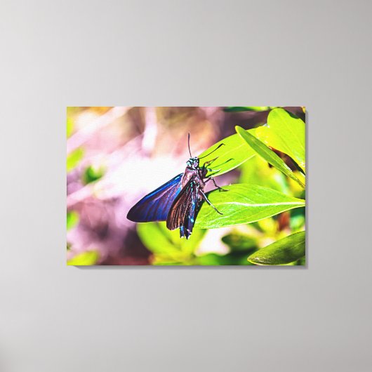Florida Keys Bahia Honda Blauwe Vlinder Canvas Afdruk (Voorkant)
