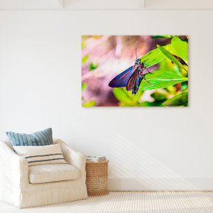 Florida Keys Bahia Honda Blauwe Vlinder Canvas Afdruk