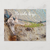 Florida Keys Bahia Honda Driftwood Shore Briefkaart (Voorkant)