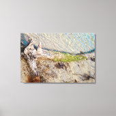 Florida Keys Bahia Honda Driftwood Shore Canvas Afdruk (Voorkant)
