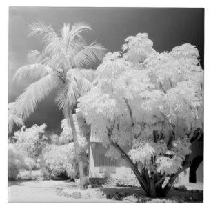 Florida Keys huis en zijn palmbomen, VS. 2 Tegeltje