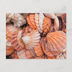 Florida Keys, Key West, schelpen Briefkaart