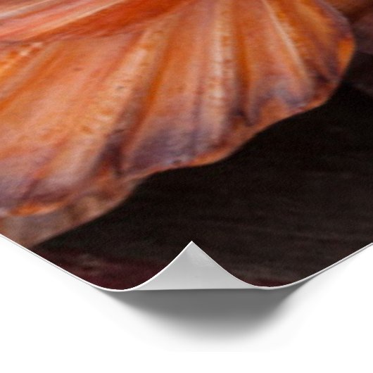 Florida Keys, Key West, seizoenshells Poster (Hoek)