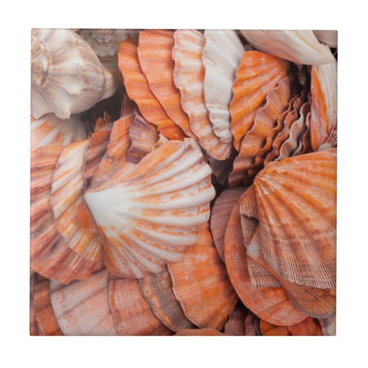 Florida Keys, Key West, seizoenshells Tegeltje (Voorkant)