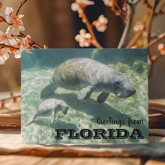 Florida Lamantijn en Jong Briefkaart