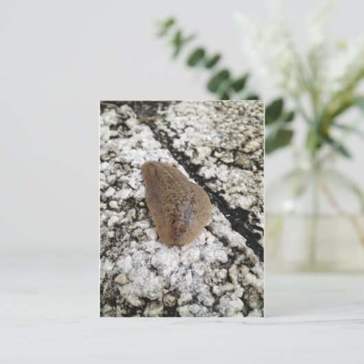 Florida Leatherleaf Slug Briefkaart (Staand voorkant)