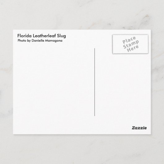 Florida Leatherleaf Slug Briefkaart (Achterkant)