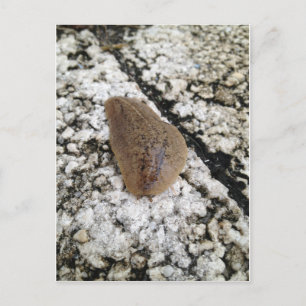 Florida Leatherleaf Slug Briefkaart