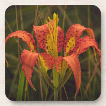 "Florida Lily" Onderzetter Set van 6