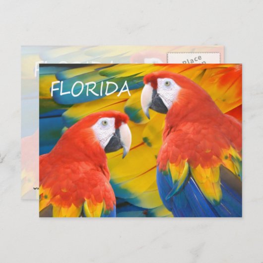 Florida Macaws Briefkaart (Voorkant / Achterkant)
