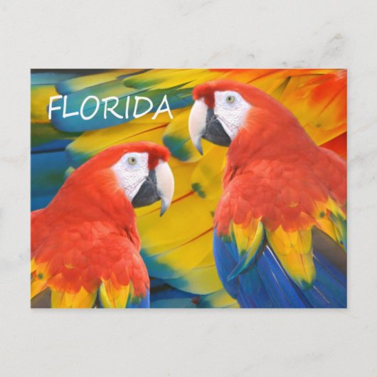 Florida Macaws Briefkaart (Voorkant)