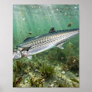 Florida Man King Mackerel Koningsvis Kustvissen Poster