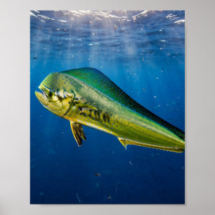 Florida Man Mahi Mahi Offshore Deep Blue Vissen Poster
