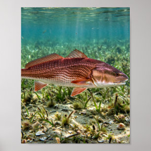 Florida Man Redfish Red Drum Florida Grasvlaktes F Poster