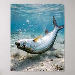 Florida Man Tarpon Zilveren Koning Kust Visserij K Poster