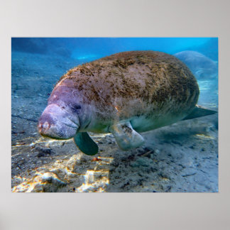 Florida Manatee bij de Crystal River FL Poster