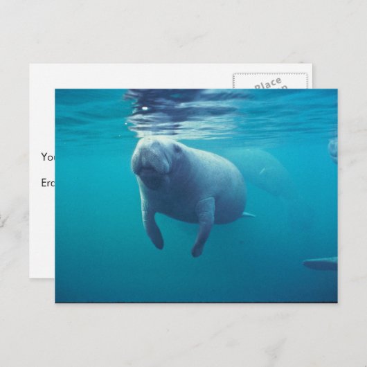 Florida Manatee Briefkaart (Voorkant / Achterkant)