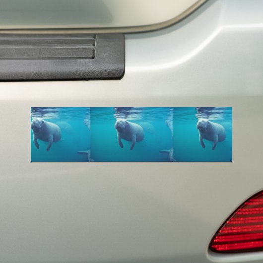 Florida Manatee Bumpersticker (Op auto)
