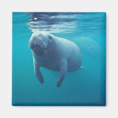 Florida Manatee Magneet (Voorkant)