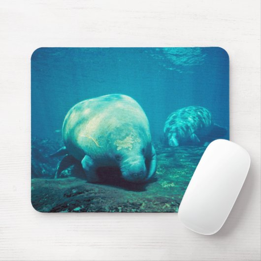 Florida Manatee Muismat (Met muis)