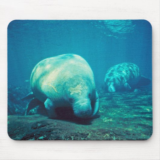 Florida Manatee Muismat (Voorkant)