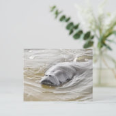 Florida Manatee Ormond Beach Briefkaart (Staand voorkant)