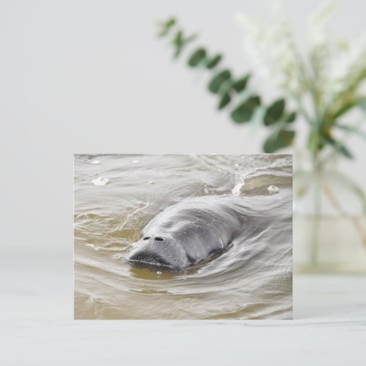 Florida Manatee Ormond Beach Briefkaart (Staand voorkant)