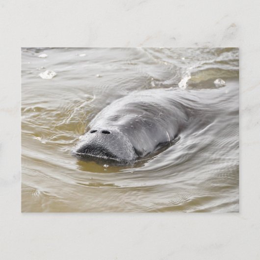 Florida Manatee Ormond Beach Briefkaart (Voorkant)