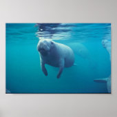 Florida Manatee Poster (Voorkant)
