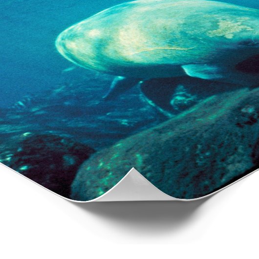 Florida Manatee Poster (Hoek)