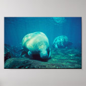 Florida Manatee Poster (Voorkant)