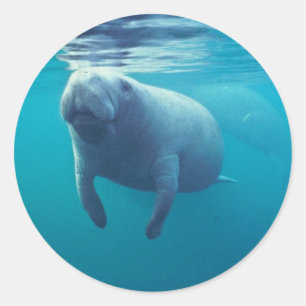 Florida Manatee Ronde Sticker