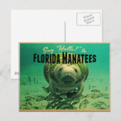 Florida Manatees Briefkaart (Voorkant / Achterkant)