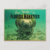 Florida Manatees Briefkaart (Voorkant)