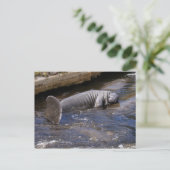 Florida Manatees (Trichechus manatus latirostris) Briefkaart (Staand voorkant)