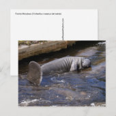 Florida Manatees (Trichechus manatus latirostris) Briefkaart (Voorkant / Achterkant)