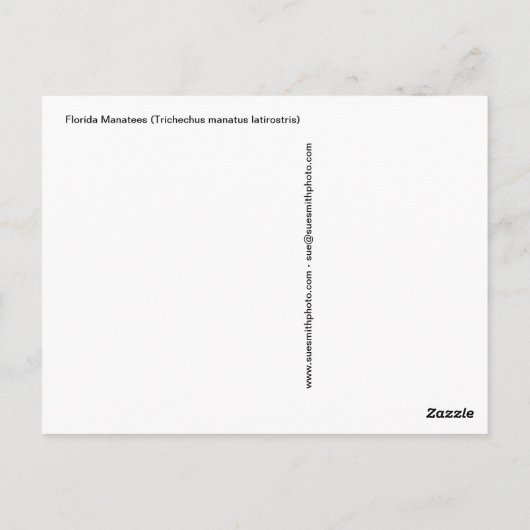 Florida Manatees (Trichechus manatus latirostris) Briefkaart (Achterkant)