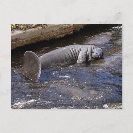 Florida Manatees (Trichechus manatus latirostris) Briefkaart (Voorkant)