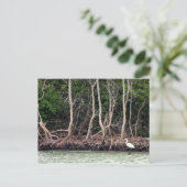 Florida Mangroves Briefkaart (Staand voorkant)