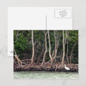 Florida Mangroves Briefkaart (Voorkant / Achterkant)