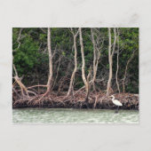 Florida Mangroves Briefkaart (Voorkant)