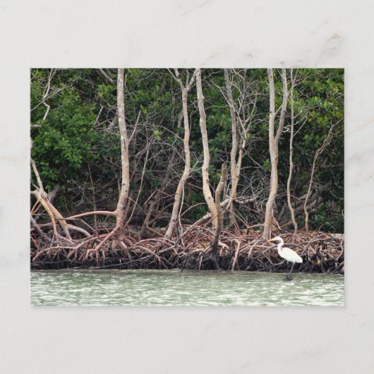 Florida Mangroves Briefkaart (Voorkant)