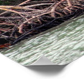 Florida Mangroves Poster (Hoek)