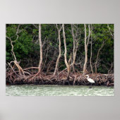 Florida Mangroves Poster (Voorkant)