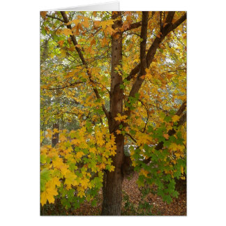 Florida Maple Changing Color