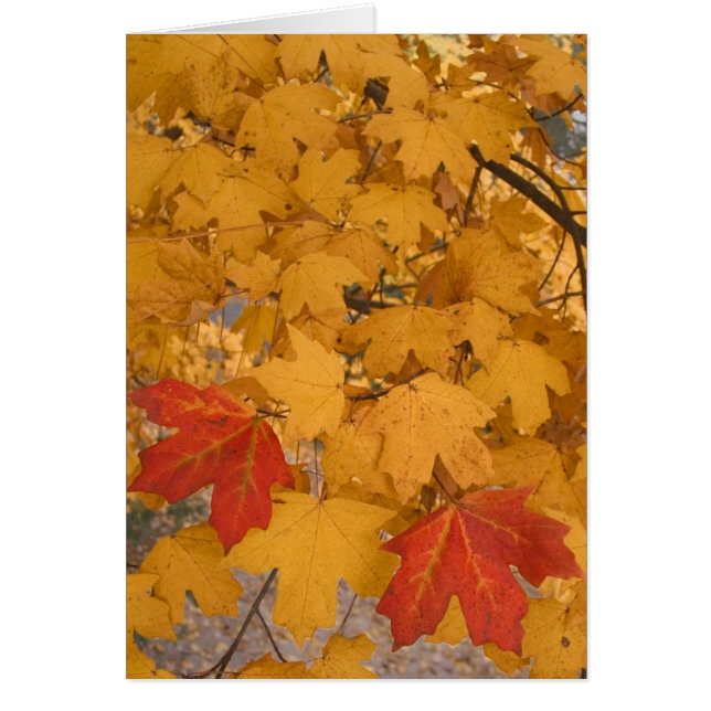 Florida Maple in het najaar (Voorkant)