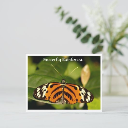 Florida Museum Butterfly Rainforest Briefkaart (Staand voorkant)